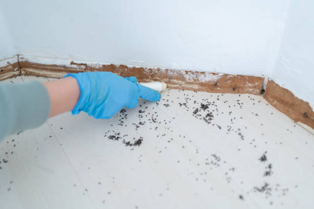 Best Affordable Pest Control Services  in Hotchkiss, CO